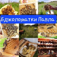 Бджоломатки/ПЛІДНІ бджолинні матки