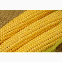 Продам кукурудзу 500 тонн, Черкаська обл, Умань
