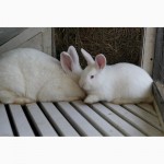 Продаю кроликов на племя Большое Светлое Серебро (БСС), Новозелландская Белая (НЗБ)