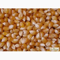 Семена кукурузы гибрида МЕЛ 272 МВ (F1) от производителя. (ФАО 250)