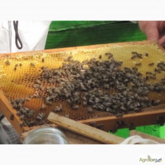 Продам пчелосеьи