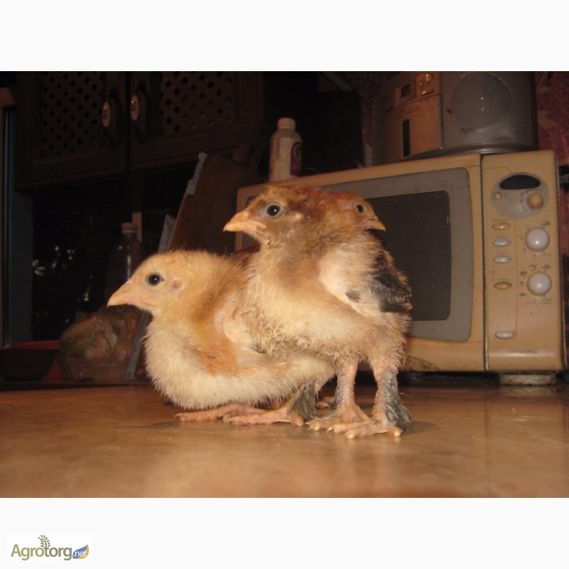 Фото 10. Домашние цыплята мясо-яичных пород