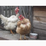 Домашние цыплята мясо-яичных пород