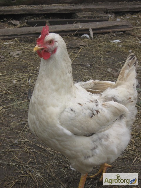 Фото 15. Домашние цыплята мясо-яичных пород