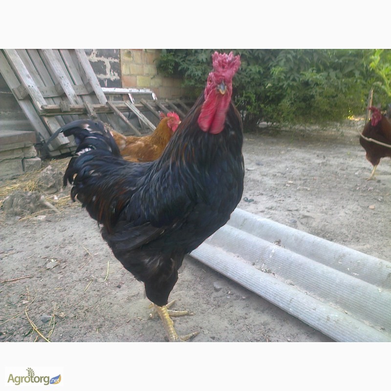 Фото 16. Домашние цыплята мясо-яичных пород