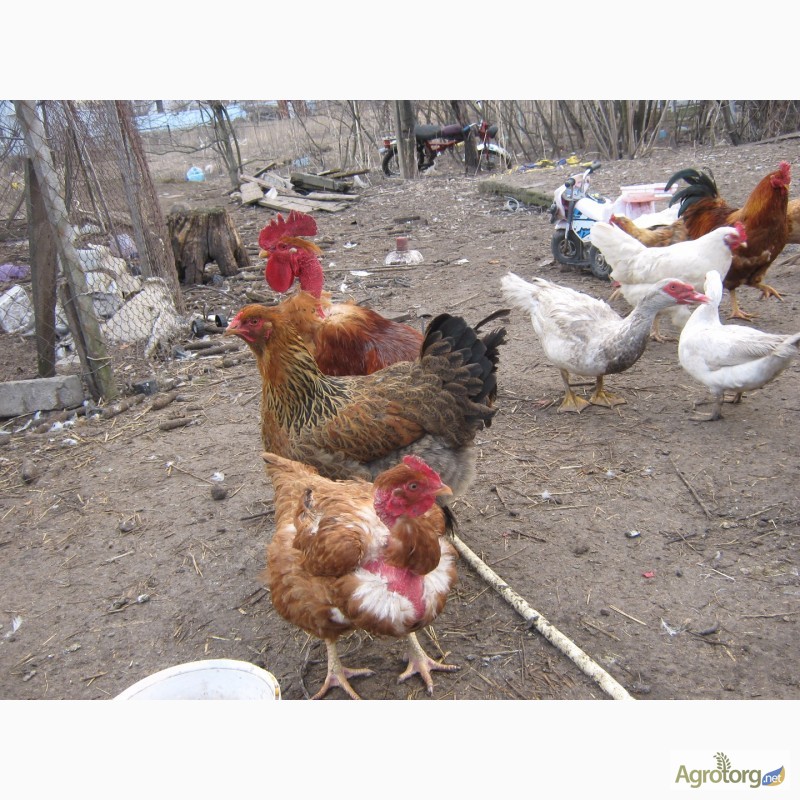 Фото 2. Домашние цыплята мясо-яичных пород