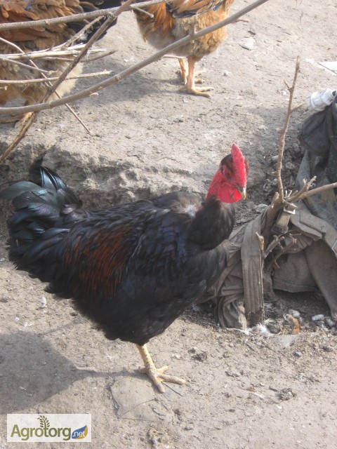 Фото 3. Домашние цыплята мясо-яичных пород