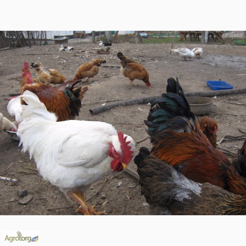 Фото 4. Домашние цыплята мясо-яичных пород