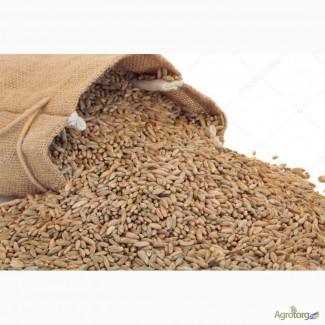 Продам жито посівне