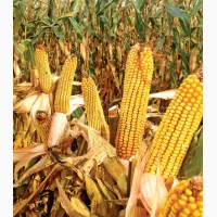 Гібрид кукурудзи МТ261(Dow Seeds)