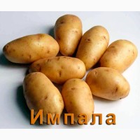 Продам отборный картофель белых (Гранада, Пикассо, Наташа, Сильвана)