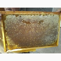 Продам бджоли, бджолосім’ї (пчелосемьи), пакети породи Карпатка, Львівська обл