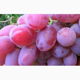 Крупным оптом виноград