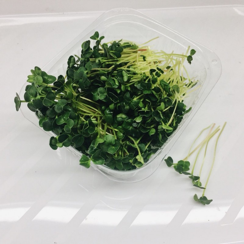 Фото 2. Пподам зелень микрогрина микрозелени