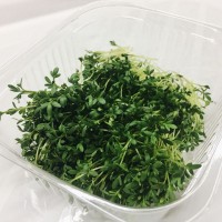 Пподам зелень микрогрина микрозелени