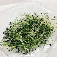 Пподам зелень микрогрина микрозелени