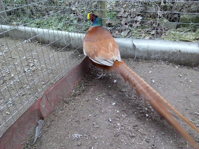 Фото 3. Инкубационные яйца охотничьих и декоративных фазанов