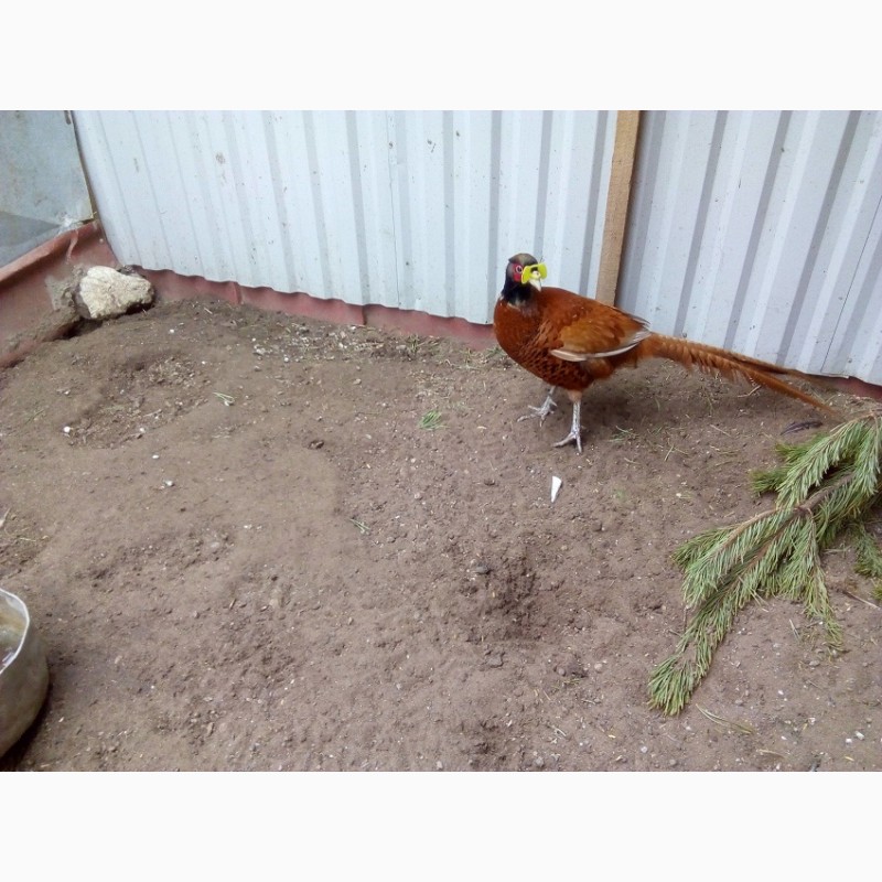 Фото 4. Инкубационные яйца охотничьих и декоративных фазанов