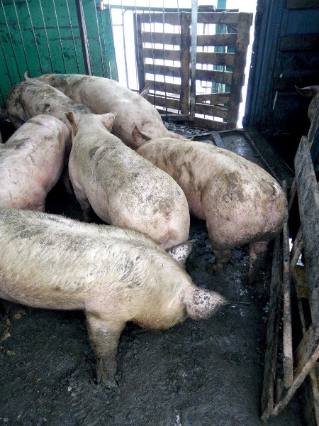Мясо живой вес цена. Беконная свинья. Продам свинью живым весом.