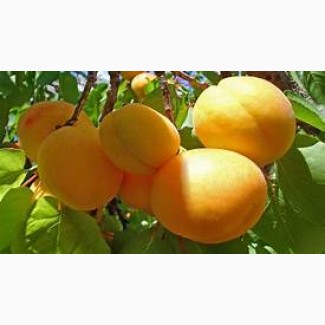 Абрикосы и др фрукти (персики, черешня, виноград и др) овощи( помидоры, огурцы и др)