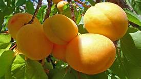 Абрикосы и др фрукти (персики, черешня, виноград и др) овощи( помидоры, огурцы и др)