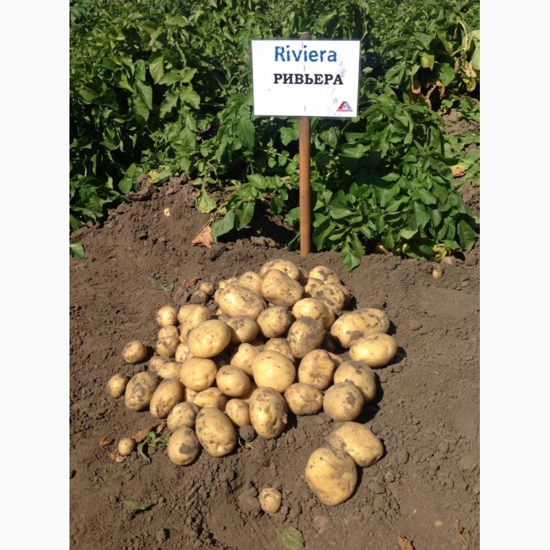 Фото 2. Продаем семенной картофель Ривьера I репродукции. Отправка по всей Украине