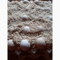 КОББ 500 яйца инкубационные