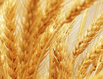 Фото 3. Закупаем пшеницу