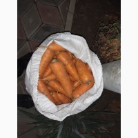 Продам морковь опт