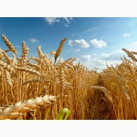 Пшениця озима Колонія (Colonia Limagrain) 1 репродукція (від 1т)