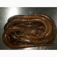 Филе морского угря, щупальца кальмара
