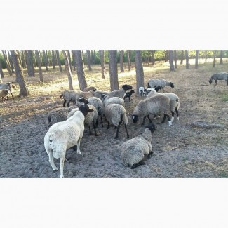 Продам вівці романівської породи