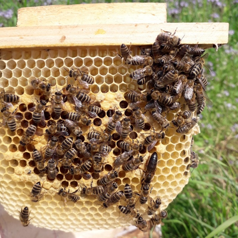 Фото 9. Бджоломатки Карпатки 2024 року lt;договірна цінаgt; / є опт/