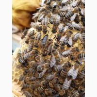 Бджоломатки Карпатки 2024 року lt;договірна цінаgt; / є опт/