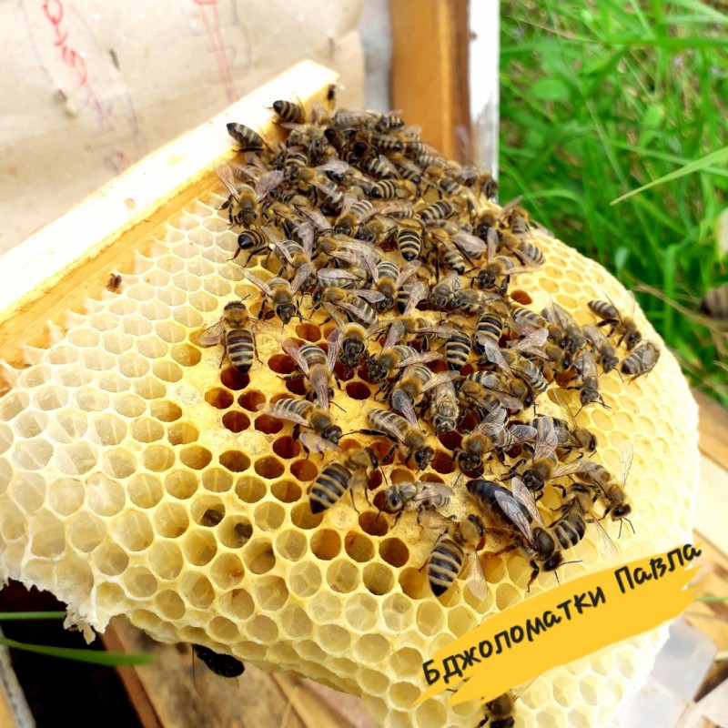 Фото 11. Бджоломатки Карпатки 2024 року lt;договірна цінаgt; / є опт/