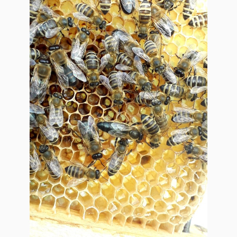 Фото 3. Бджоломатки Карпатки 2024 року lt;договірна цінаgt; / є опт/