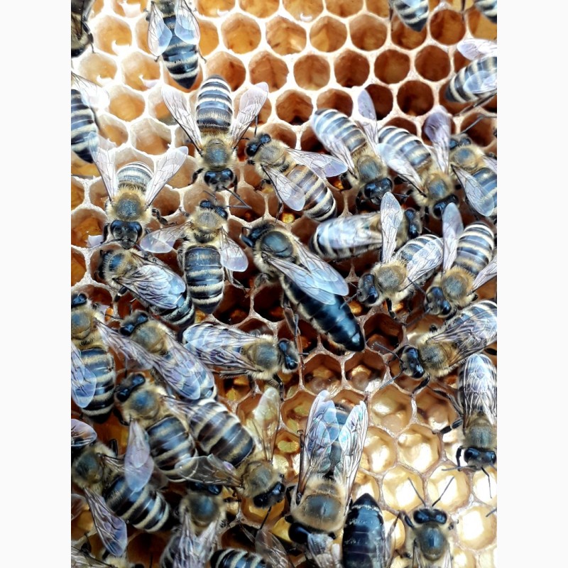 Фото 4. Бджоломатки Карпатки 2024 року lt;договірна цінаgt; / є опт/