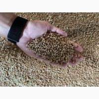 Продам посівний матеріал пшениці