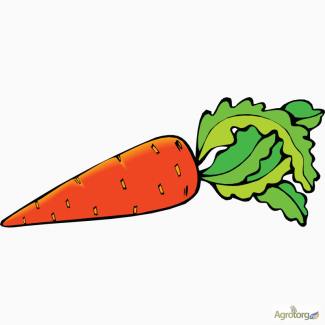 Продам нестандартну моркву