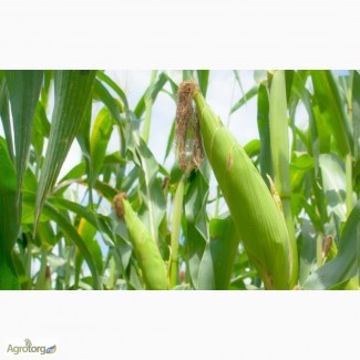 Семена кукурузы Лоренс (Seed Grain)