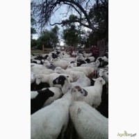 Продам овец живым весом