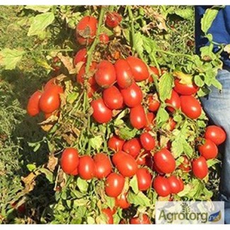 Продам помидор оптом с поля. Сорта Дино, Анлёнка. Херсонская область