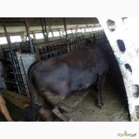 Продам говядину живьем корова и бык на экспорт