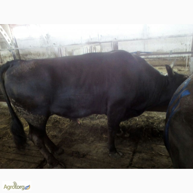 Фото 2. Продам говядину живьем корова и бык на экспорт