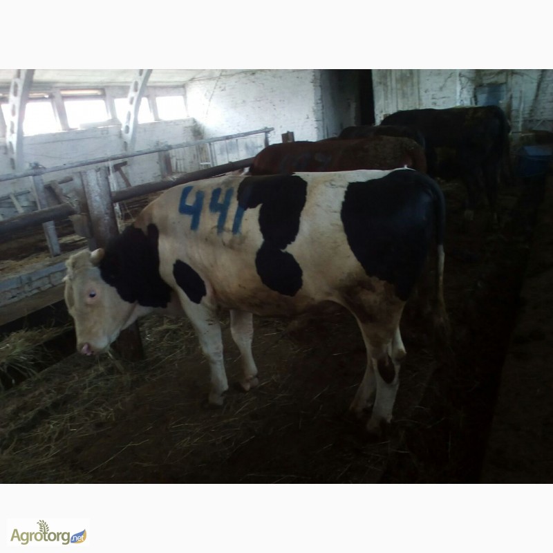 Фото 3. Продам говядину живьем корова и бык на экспорт