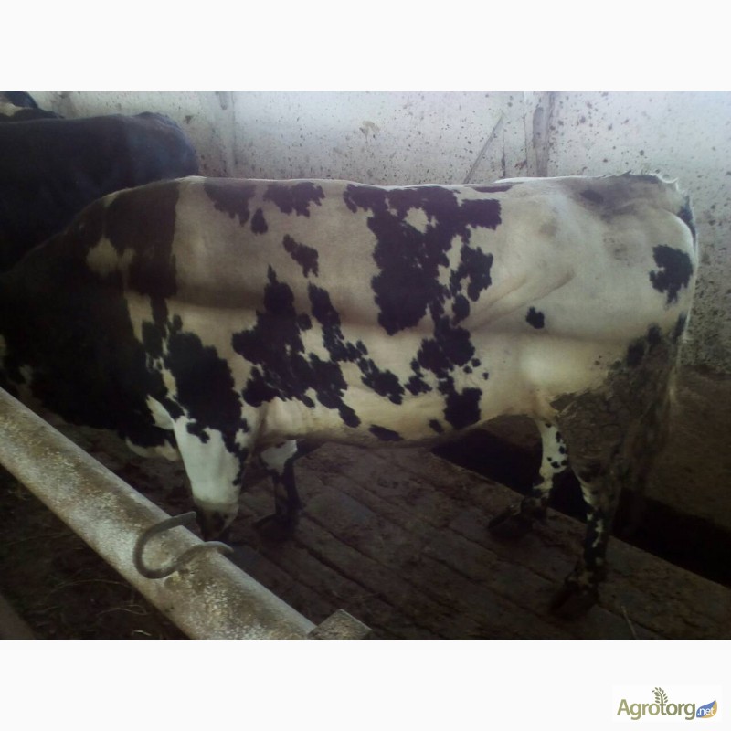 Фото 6. Продам говядину живьем корова и бык на экспорт
