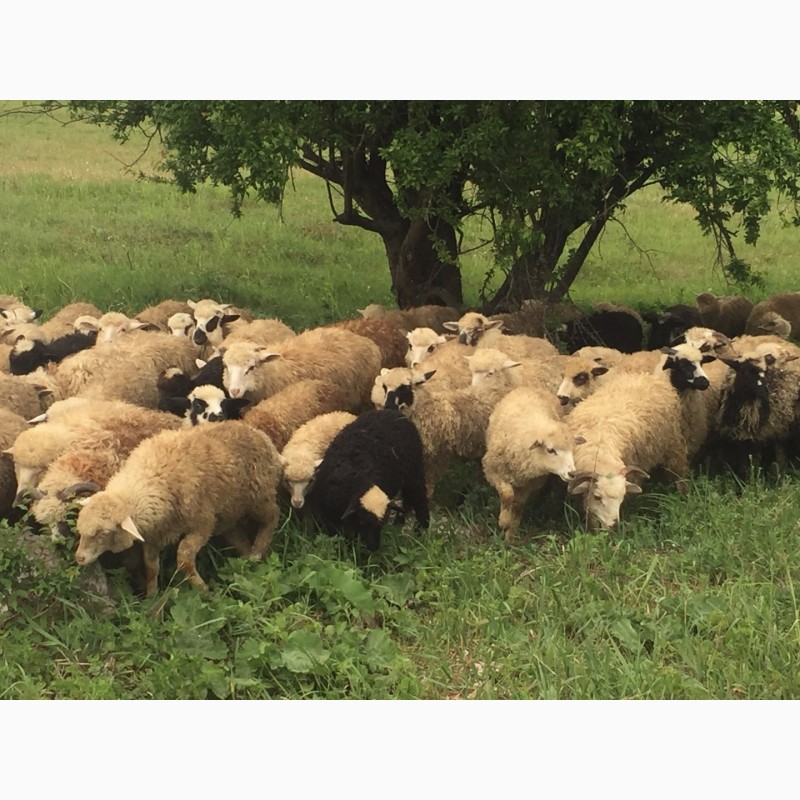 Фото 9. Продам ягнят овец бараны