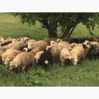 Продам ягнят овец бараны