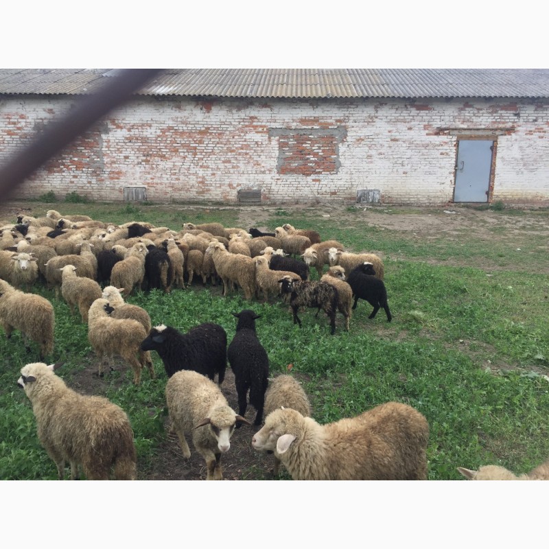 Фото 10. Продам ягнят овец бараны