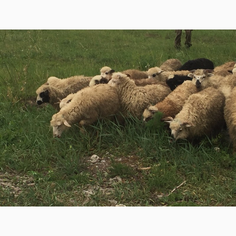 Фото 12. Продам ягнят овец бараны